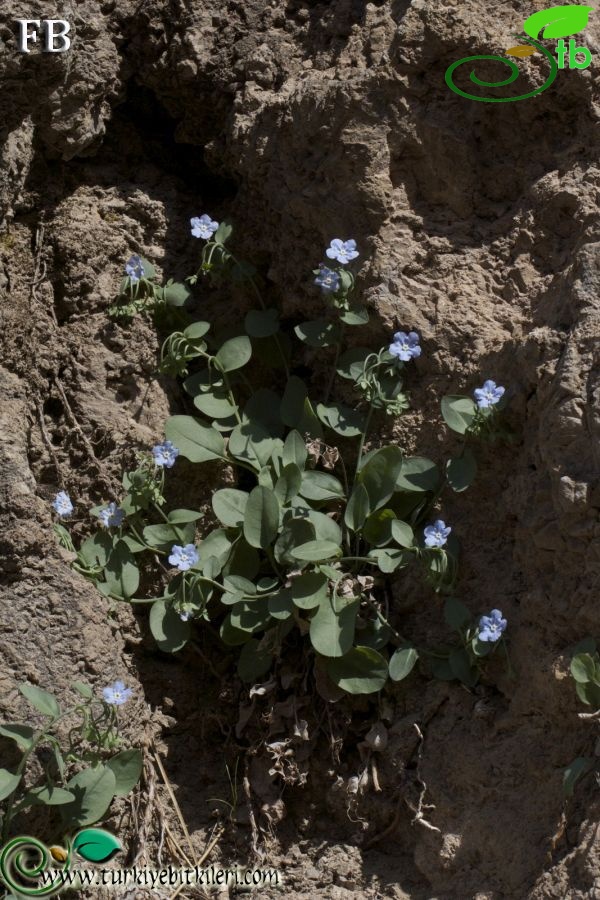 Boncuk dağları-Burdur