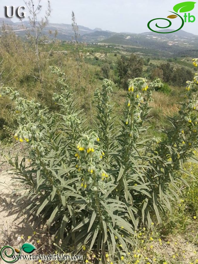 Mersin