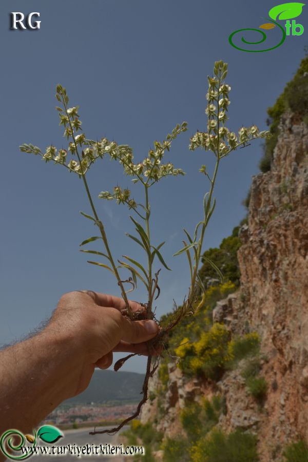 Muğla