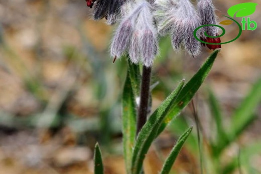 Ankara