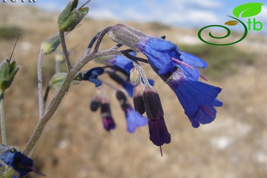 var. racemosum - Sivas