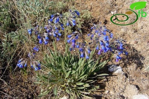 var. racemosum - Sivas