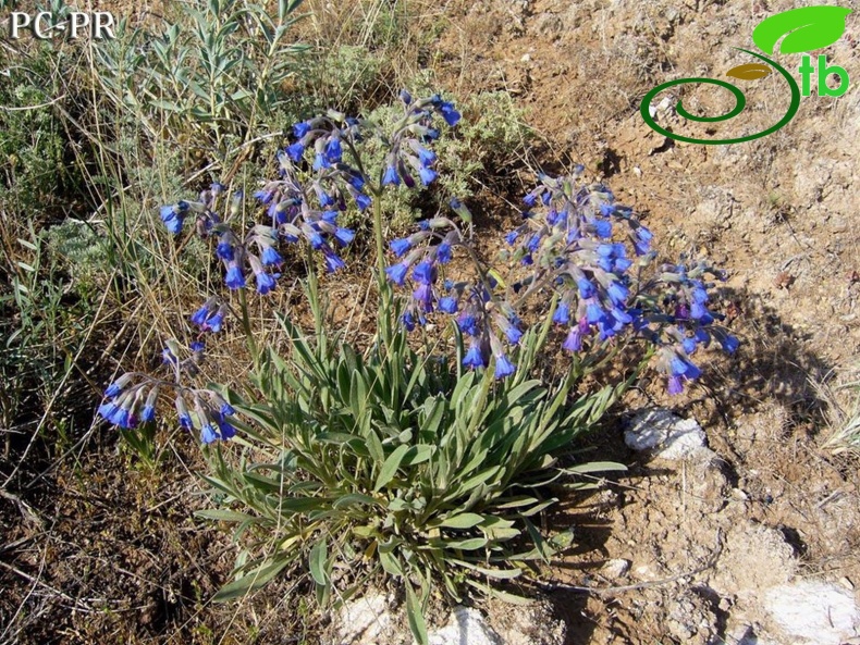 var. racemosum - Sivas