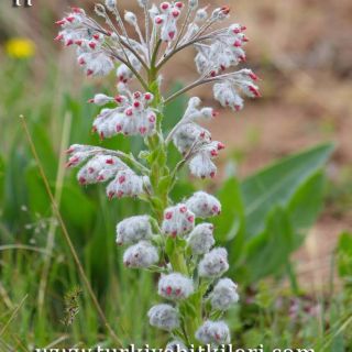 var. canescens-Karaman