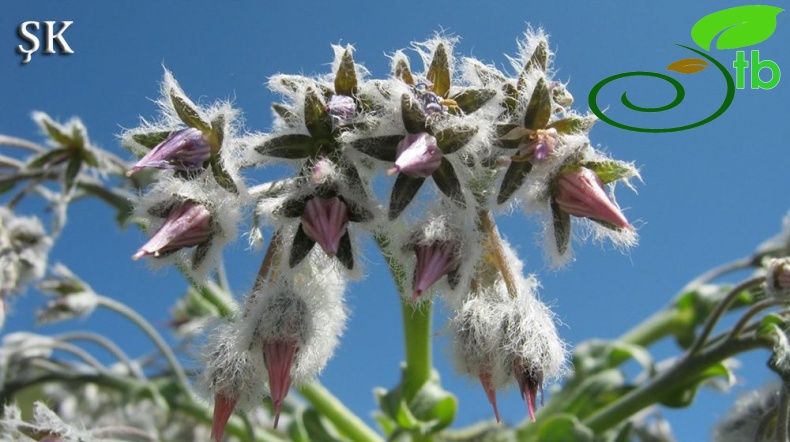 var. canescens-Malatya