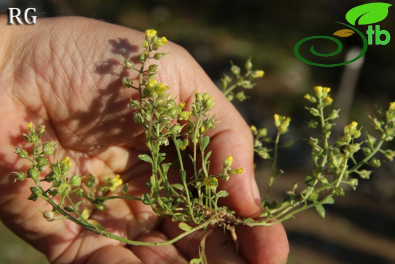 var stellatocarpum-Sandras dağı