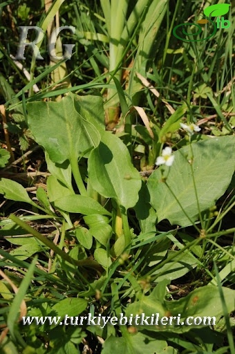 Bolu