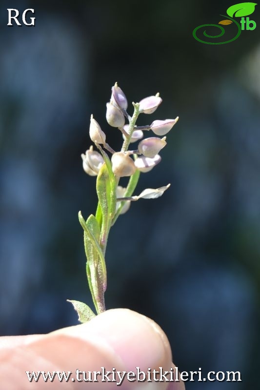 var foliosum-Datça-Muğla