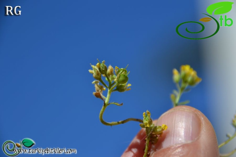 Sandras dağı-Köyceğiz