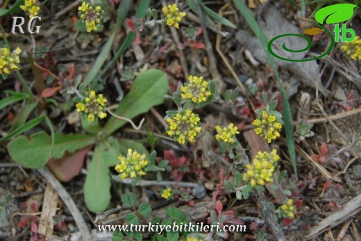 ssp strigosum-Ankara