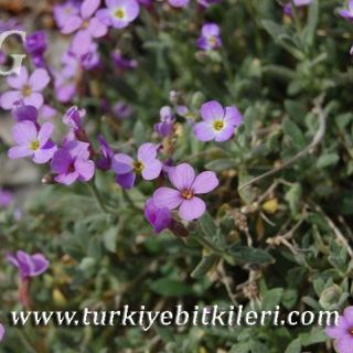 ssp canescens-Ankara