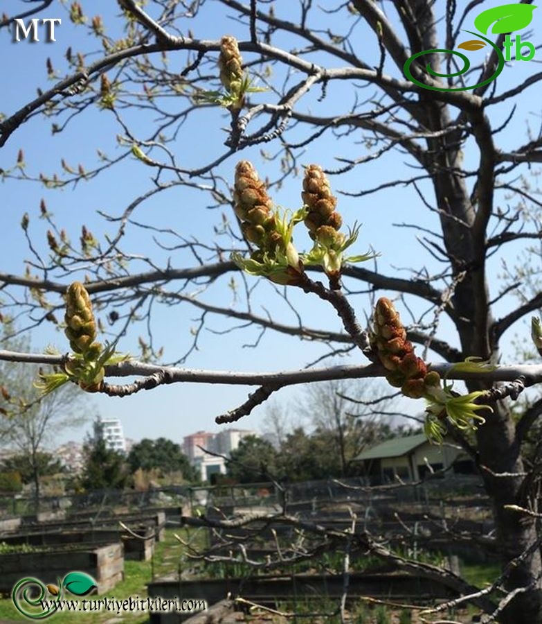 Nezahat-Gökyiğit-BB