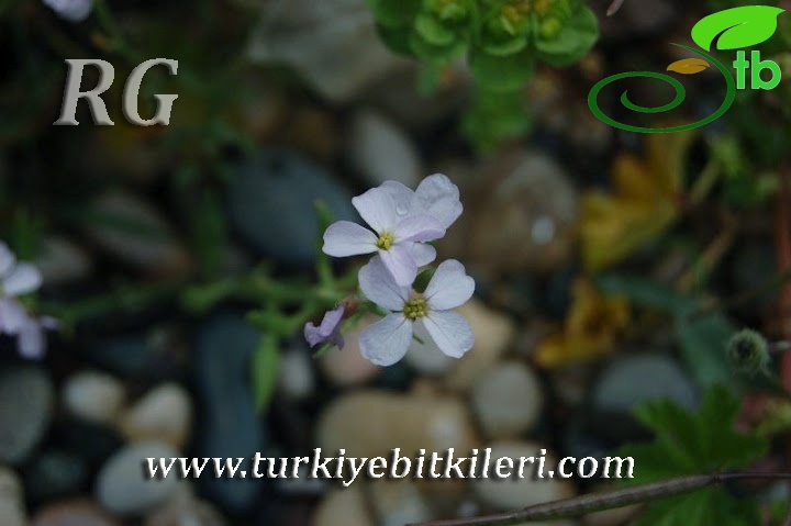 Silifke-Mersin