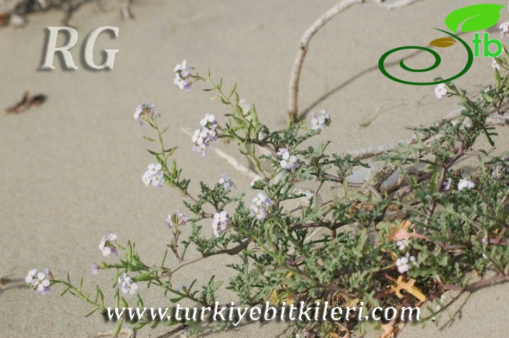 Silifke-Mersin