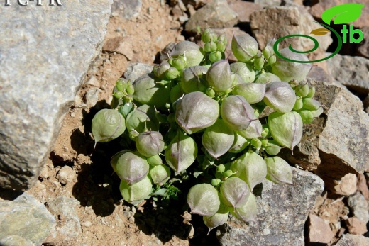 subsp. vesicaria - Erzurum