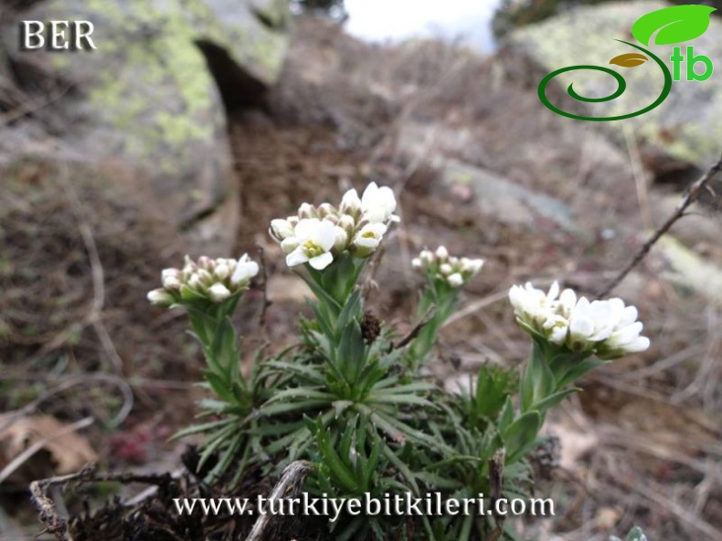 subsp. vesicaria-Tunceli