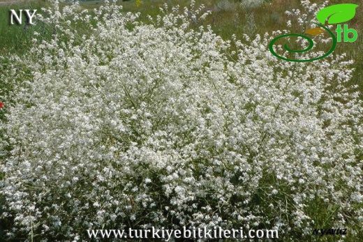 Bayburt