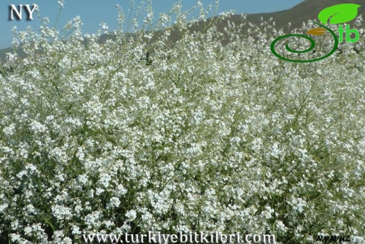 Bayburt
