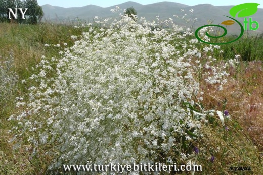 Bayburt