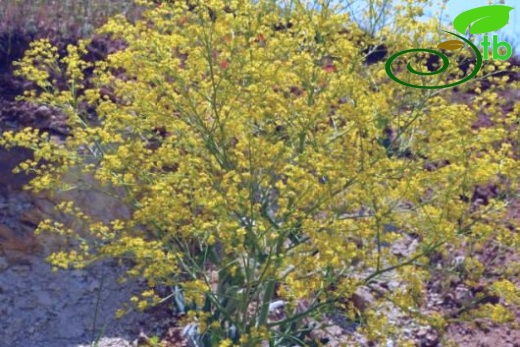 var. sulphurea-Mardin