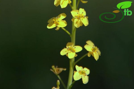 var. sulphurea-Mardin