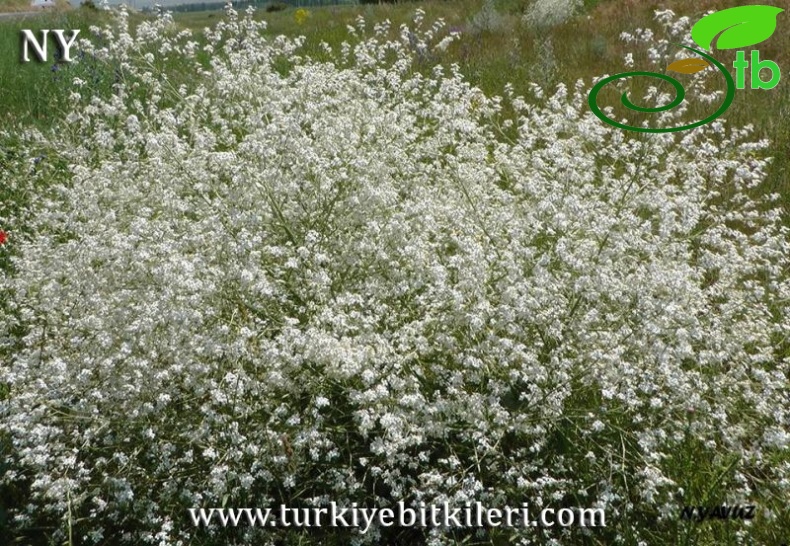 Bayburt