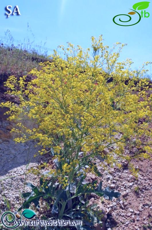 var. sulphurea-Mardin