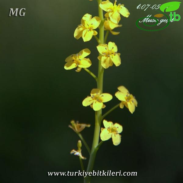 var. sulphurea-Mardin