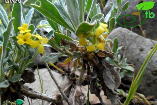 subsp. anatolica-Hatay