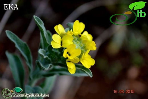 subsp. anatolica-Hatay