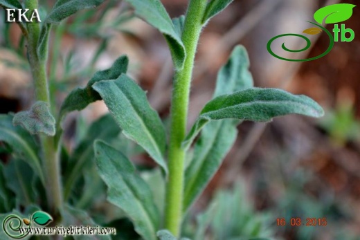 subsp. anatolica-Hatay