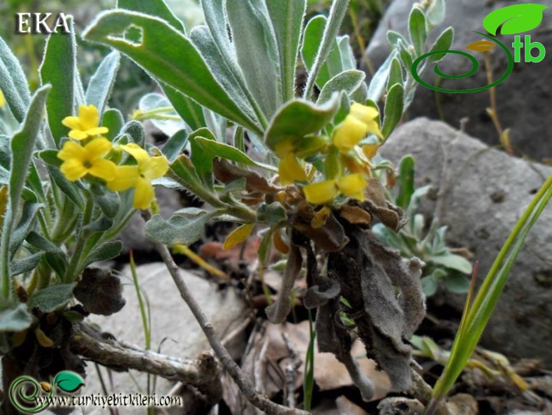 subsp. anatolica-Hatay