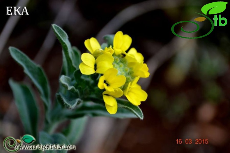 subsp. anatolica-Hatay