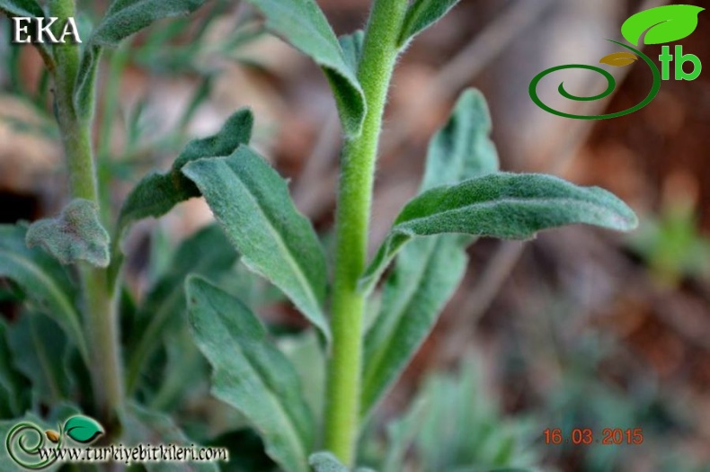 subsp. anatolica-Hatay