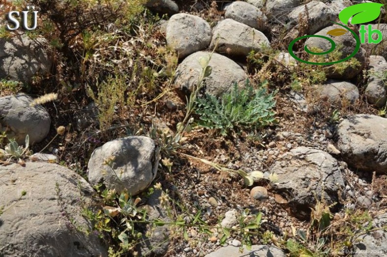 Tunceli