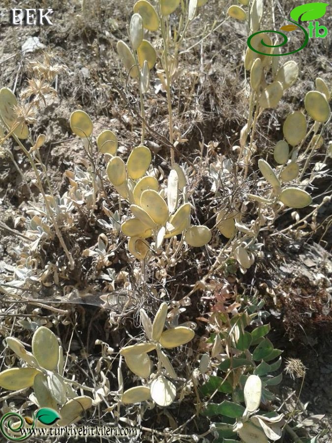 Bitlis