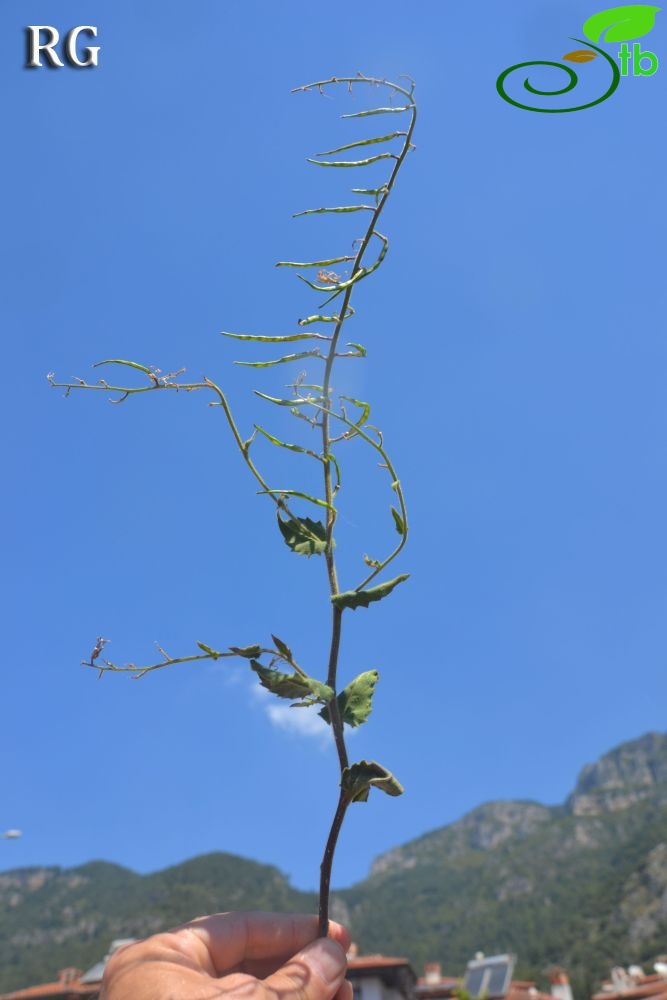 Marmaris-Muğla