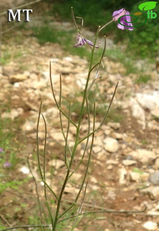 Kırklareli