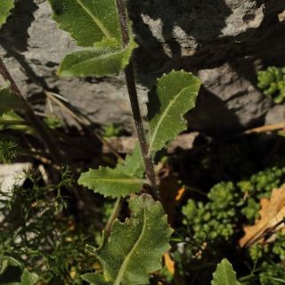 subsp. campicarpa-Osmaniye