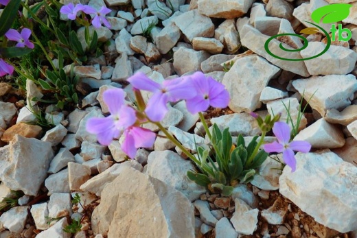 Elmalı- Antalya