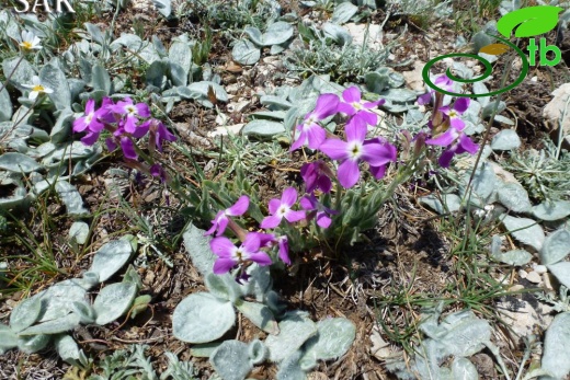 Göktepe-Muğla