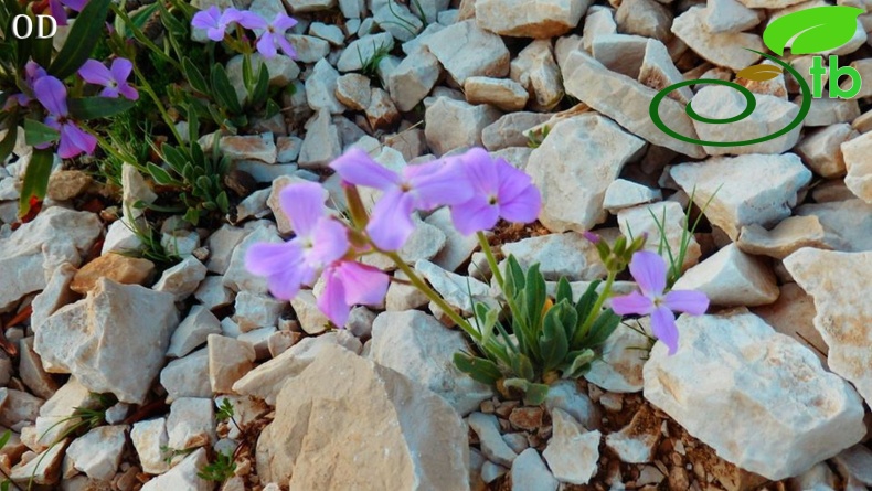 Elmalı- Antalya