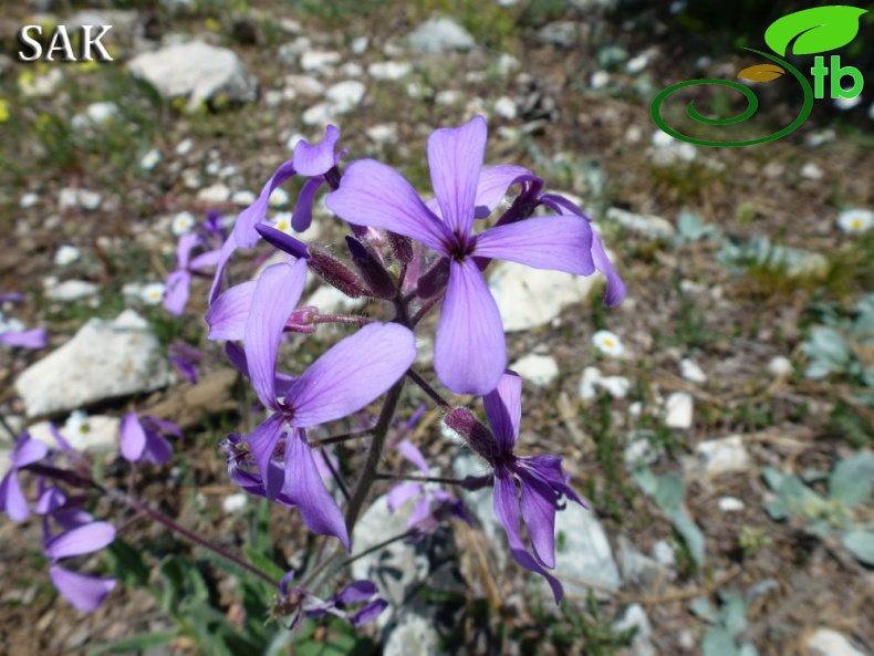 Göktepe-Muğla