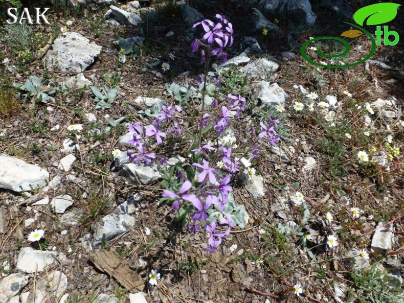 Göktepe-Muğla