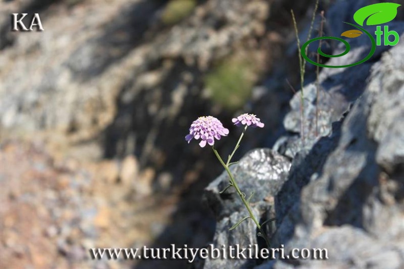 Marmaris-Muğla