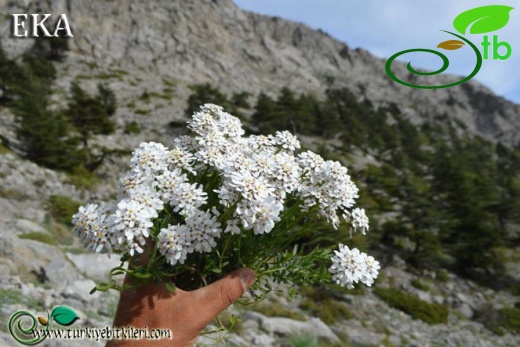 Amanos dağları-Hatay