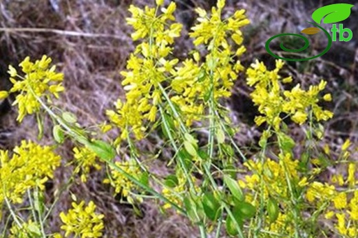 subsp. subradiata var. subradiata-Hatay