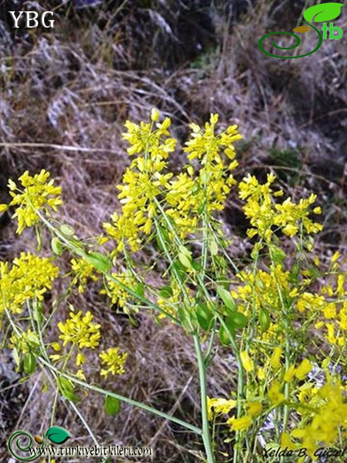 subsp. subradiata var. subradiata-Hatay