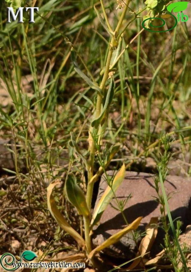 subsp steveniana-Kars