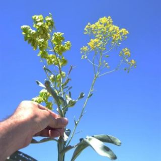 Sivrihisar-Eskişehir